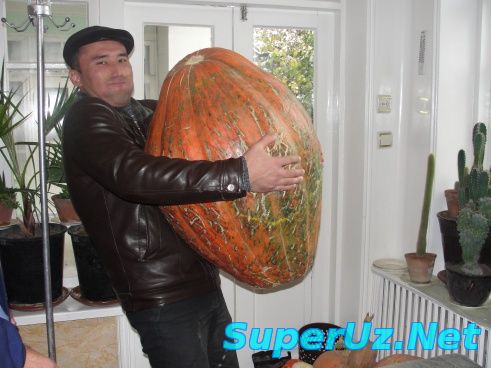 Қовоқмисан, қовоқ!