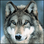 Стая / The Pack (2015) смотреть онлайн