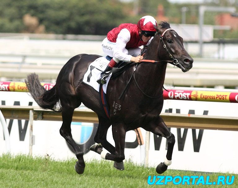 Poyga. ( Uzbek.tilida ). 2015 the best movie